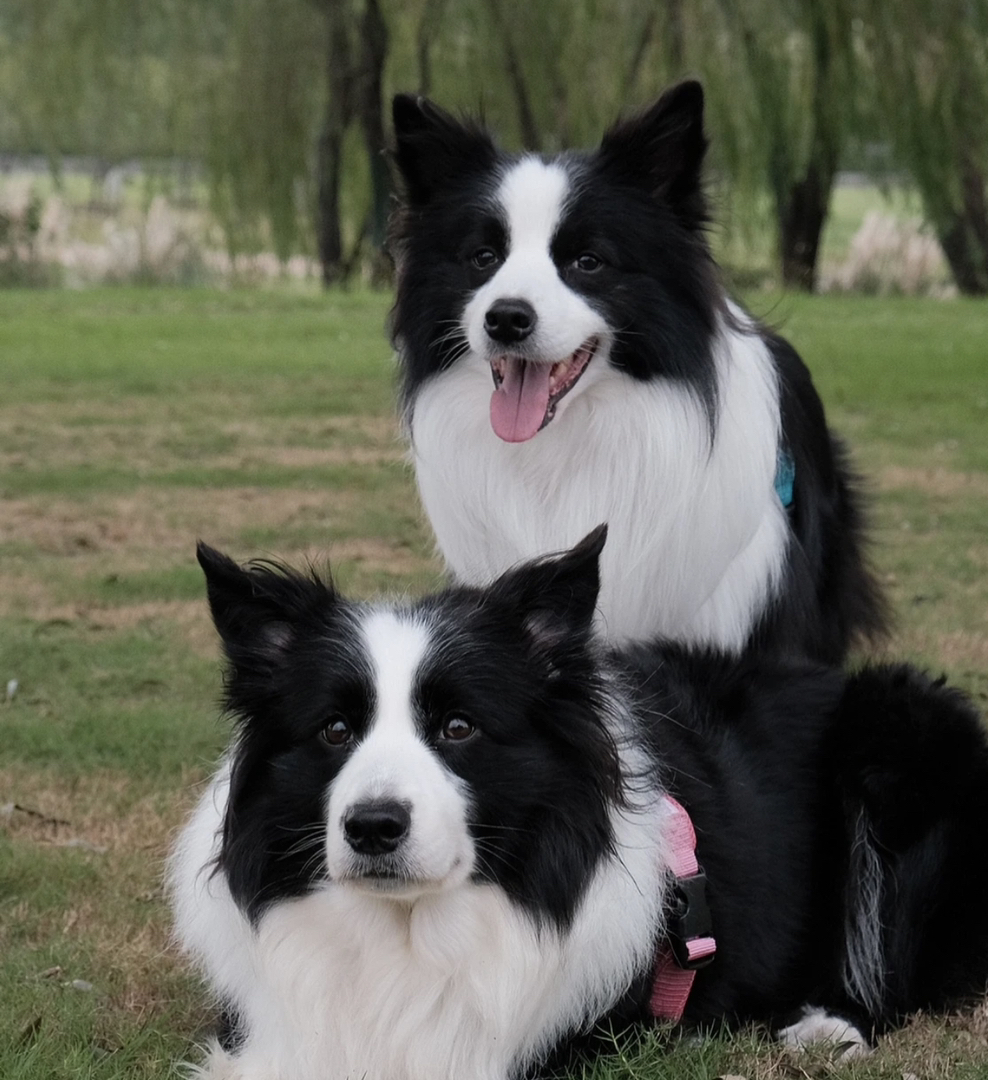 出售成犬边牧。公母都有。都是颜值巅峰