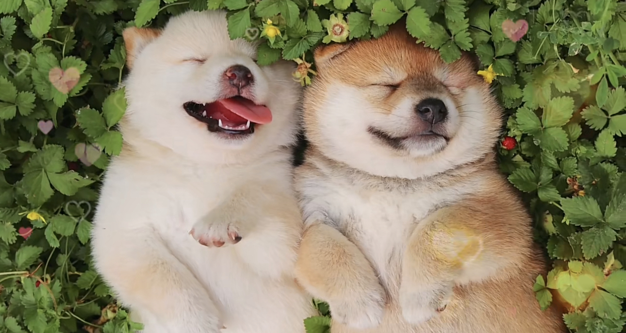 双血统柴犬❤️带证书芯片