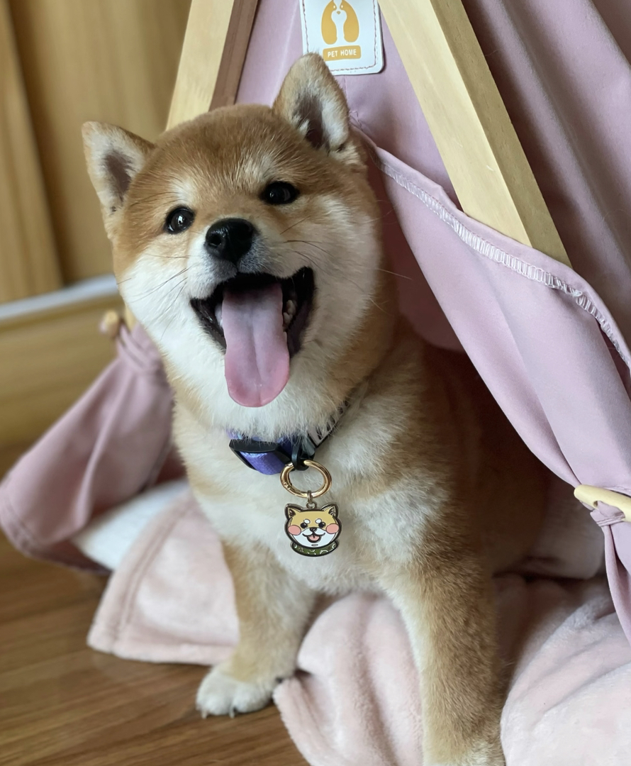 柴犬幼犬,笑容治愈,品相优良,可爱萌宠值得拥有