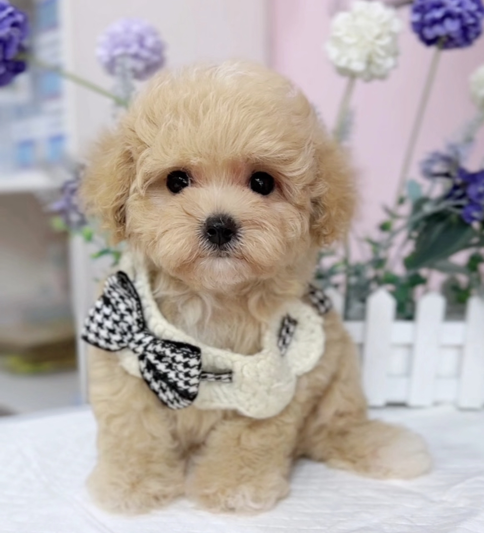 香槟色泰迪熊❤️终身售后