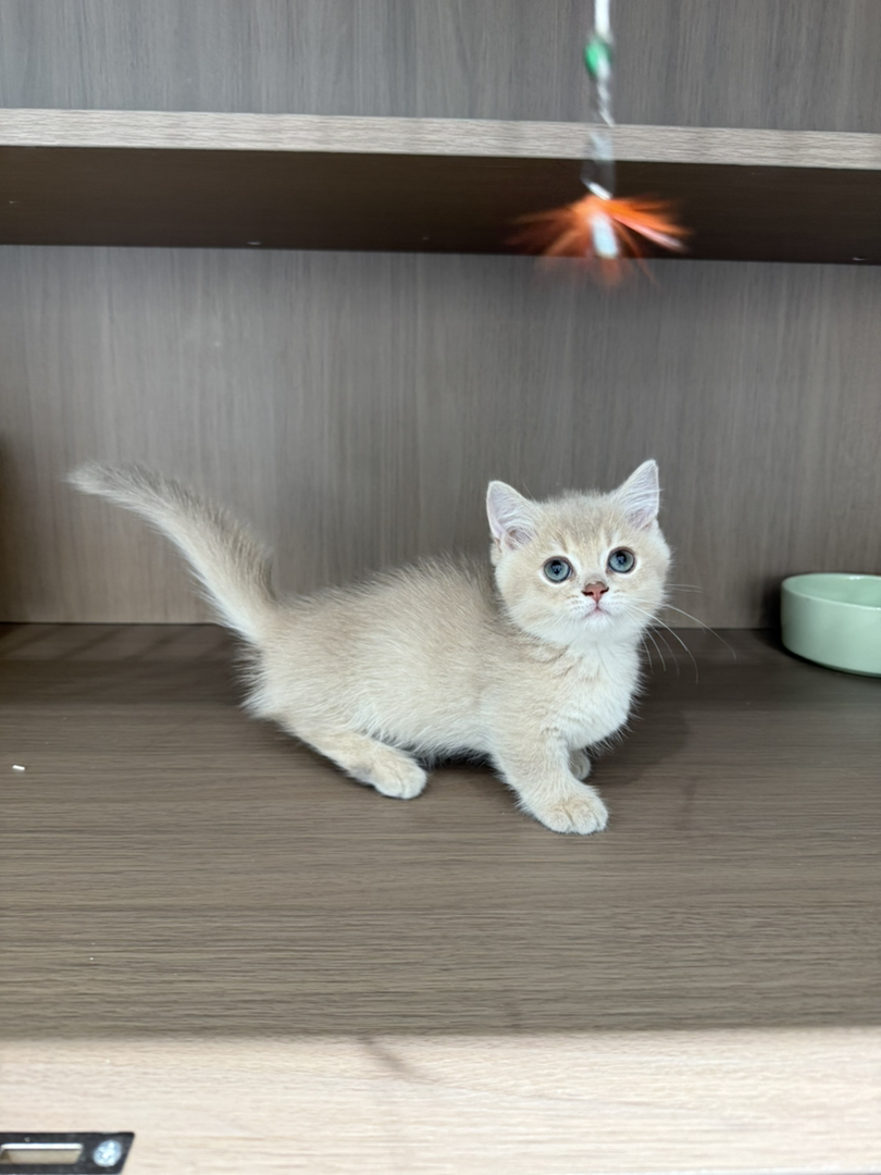 紫金曼基康矮脚猫