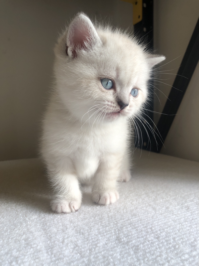 英短山猫重点色