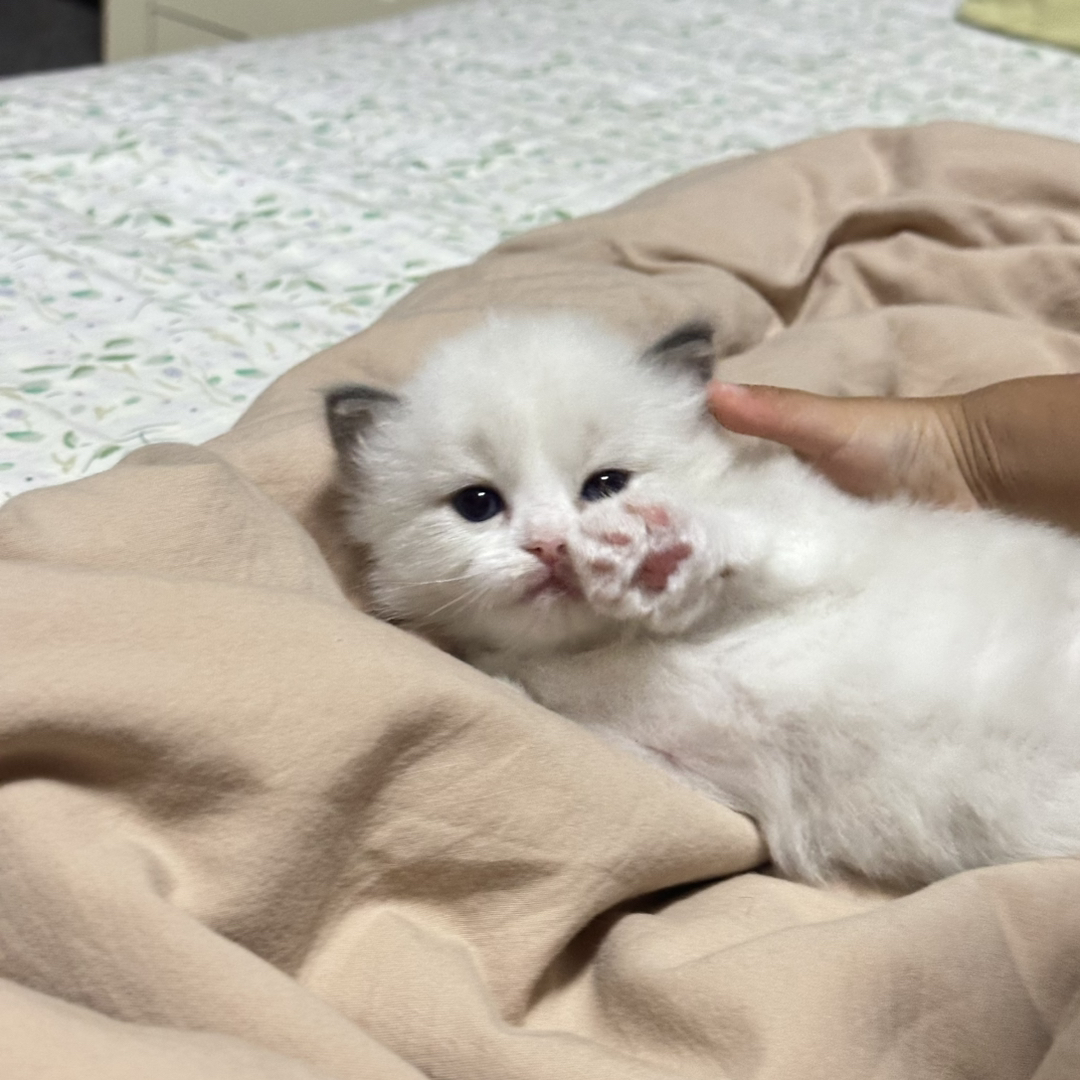 布偶猫，有想要的私信我哈❤️