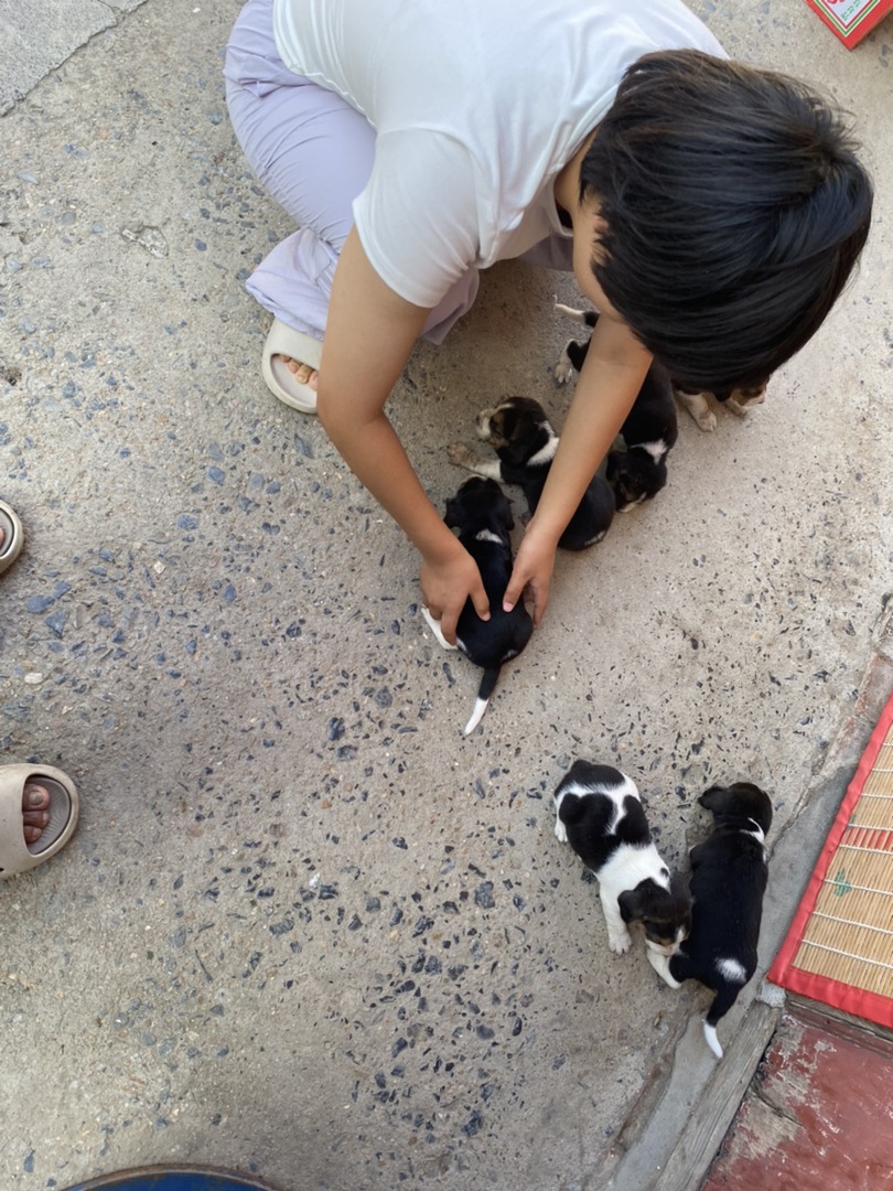 比格犬公母都有