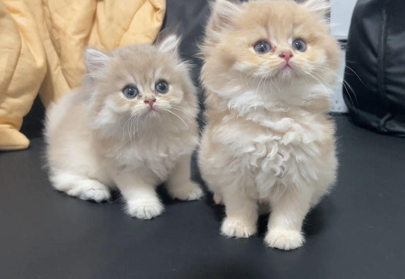 长毛11色蓝金 弟弟妹妹  五短  大眼睛 圆脸 大嘴套  毛量优秀！