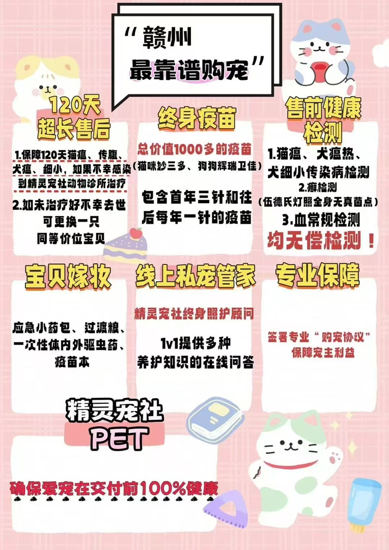 韩版小体比熊  健康质保120天 江西自提 全国可发