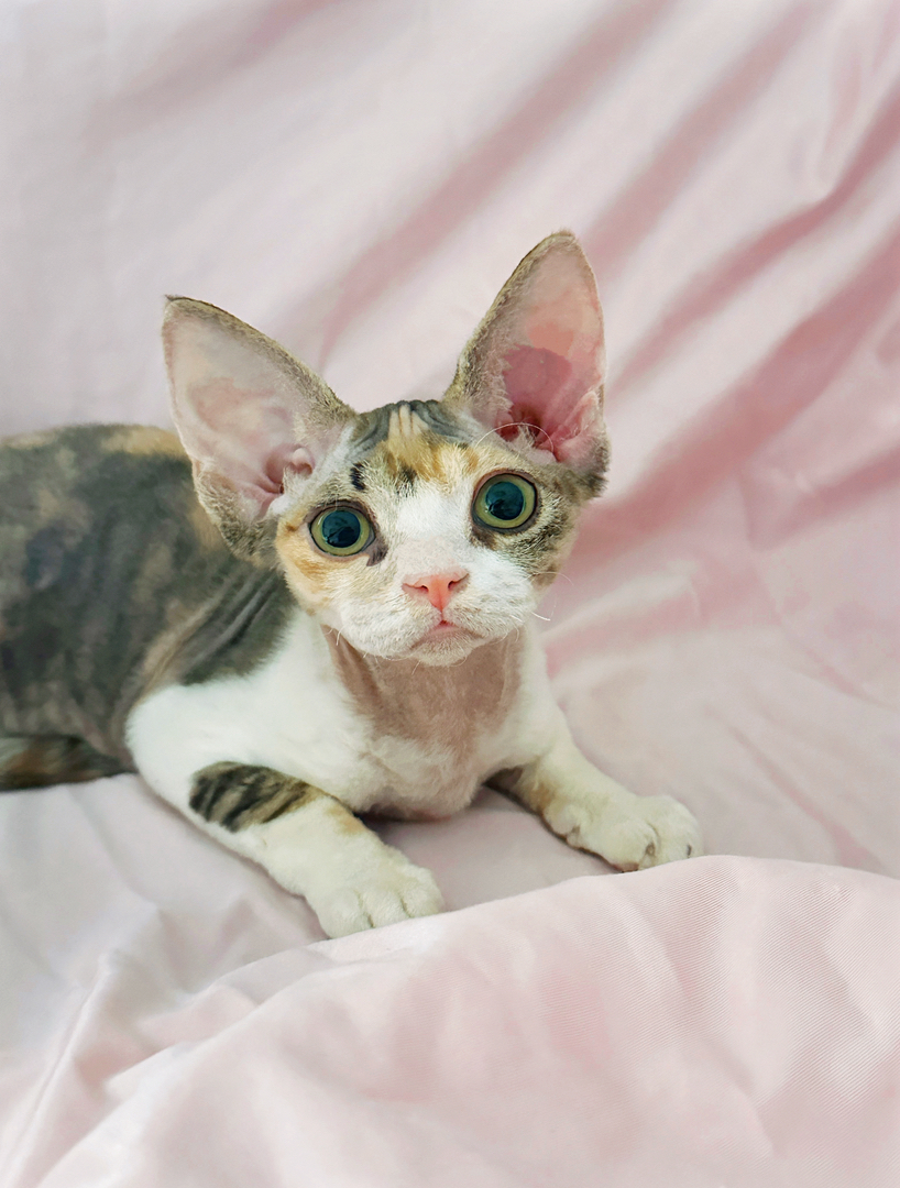 高颜值德文卷毛猫三花妹妹