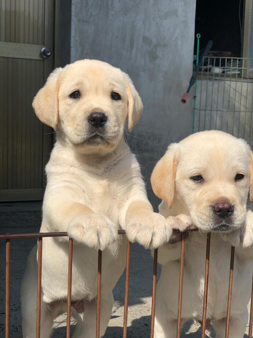 拉布拉多幼犬  送过渡粮 狗绳 ➕狗瘟 冠状 细小试剂检测