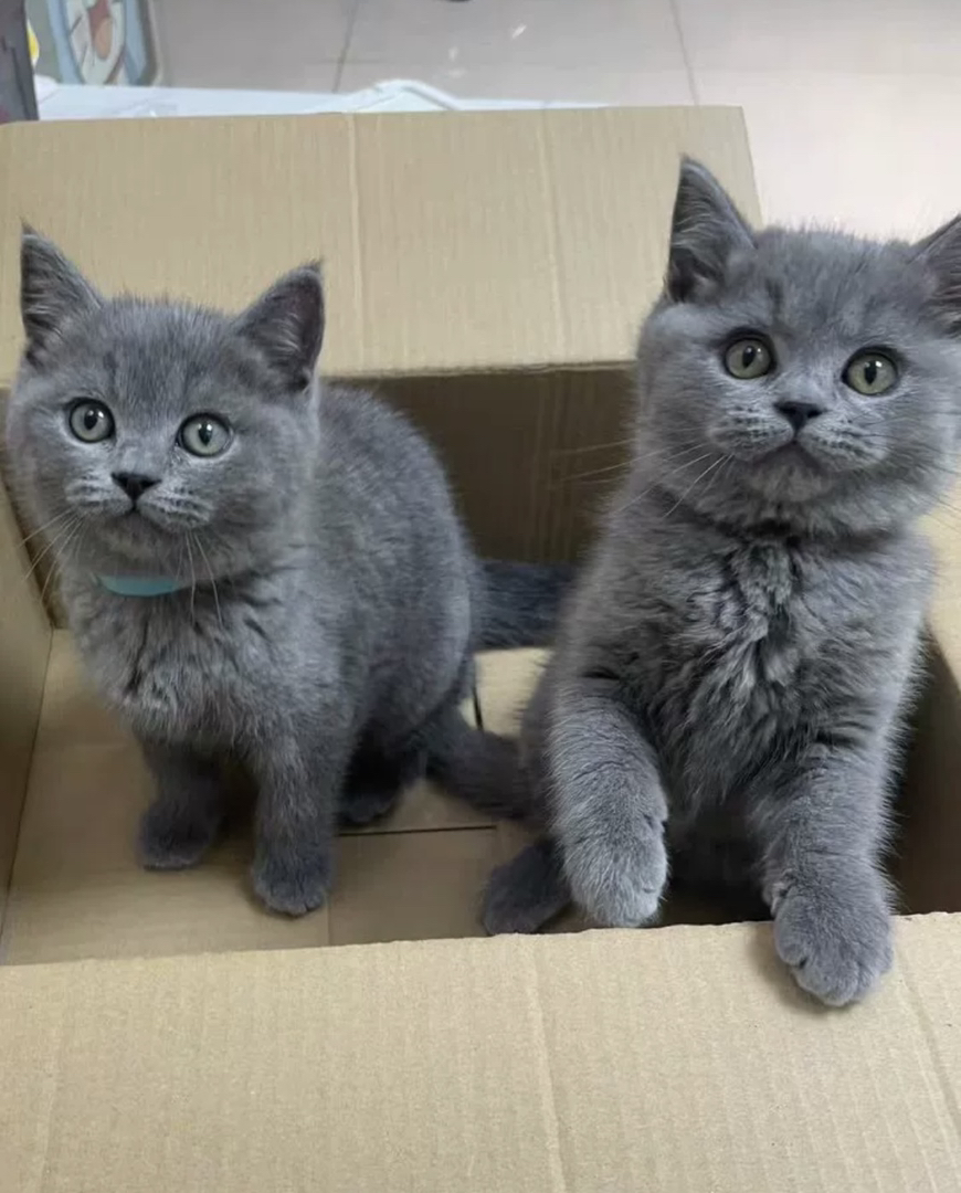 蓝猫已打疫苗驱虫保障终身售后。金渐层布偶银渐层金吉拉暹罗蓝猫银点暹罗猫