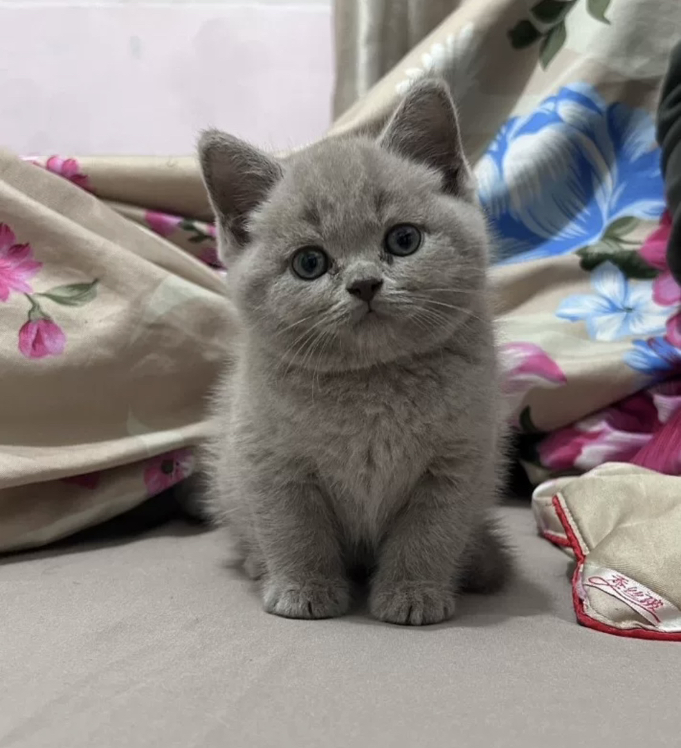 蓝猫已打疫苗驱虫保障终身售后。金渐层布偶银渐层金吉拉暹罗蓝猫银点