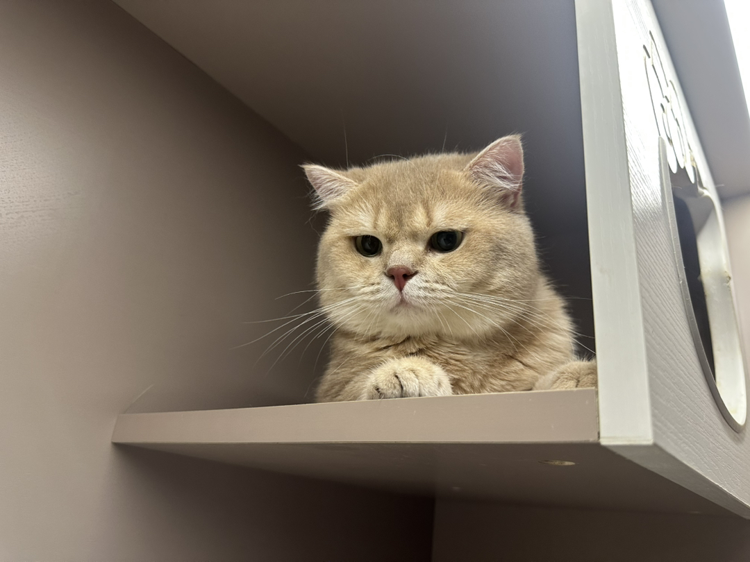 紫金渐层猫弟弟