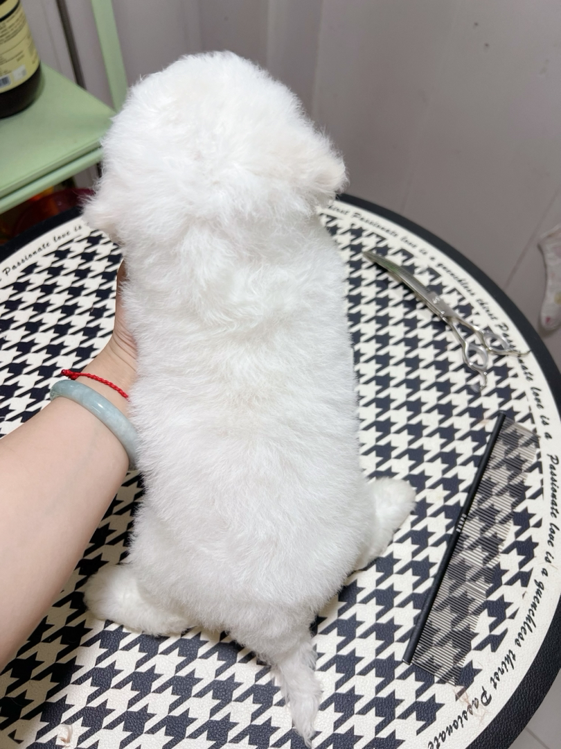 可爱比熊犬,棉花糖般的毛球,温顺乖巧超治愈
