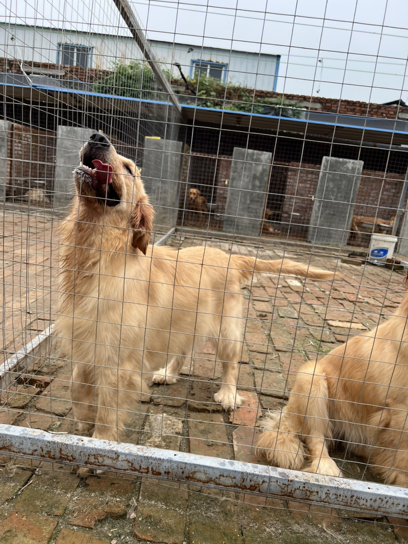 金毛犬，颜值高性格暖，温顺乖巧，是理想的家庭陪伴宠物
