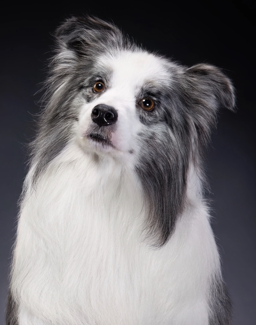 陨石色边境牧羊犬,颜值高智商高,聪明忠诚的最佳伴侣