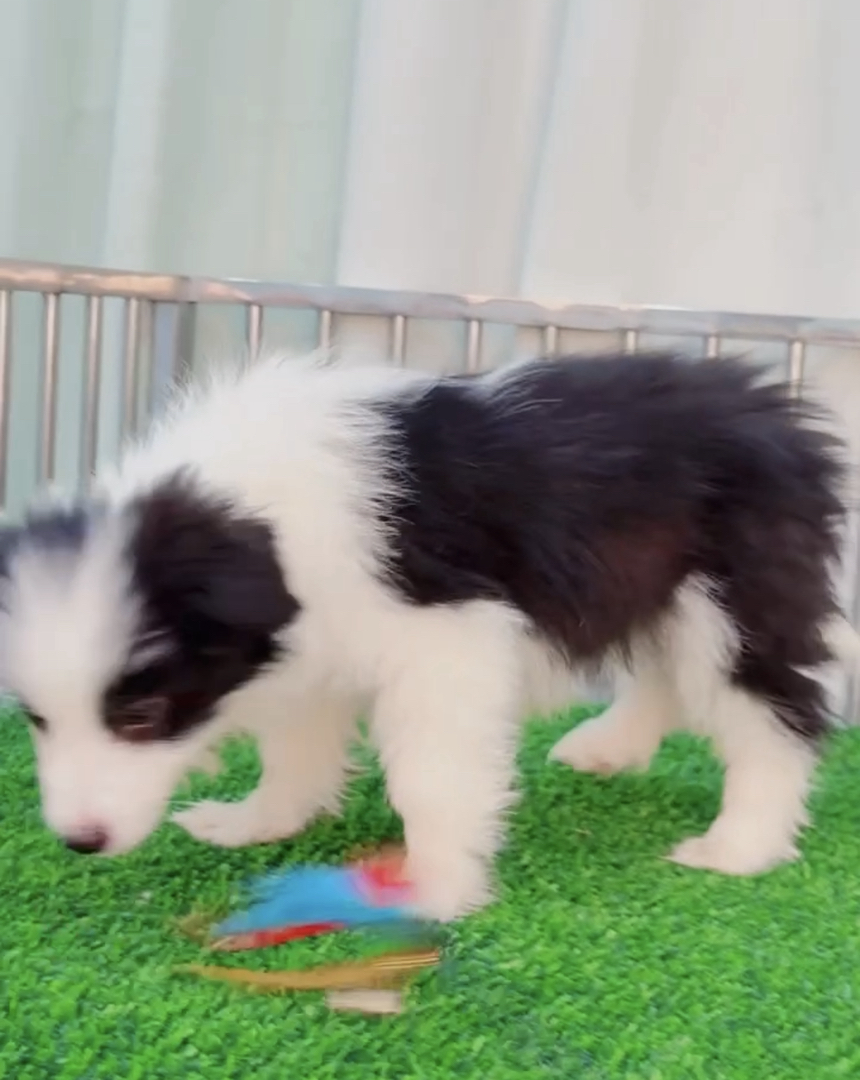 双血统⭐带证书➕芯片⭐边境牧羊犬