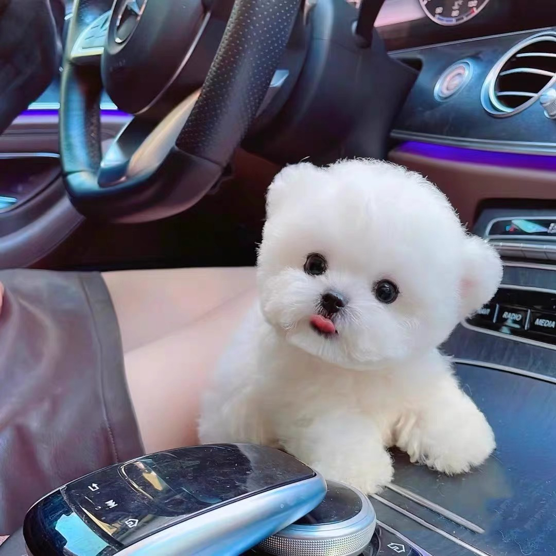 比熊幼犬，纯白可爱，吐舌卖萌，陪伴你的贴心萌宠