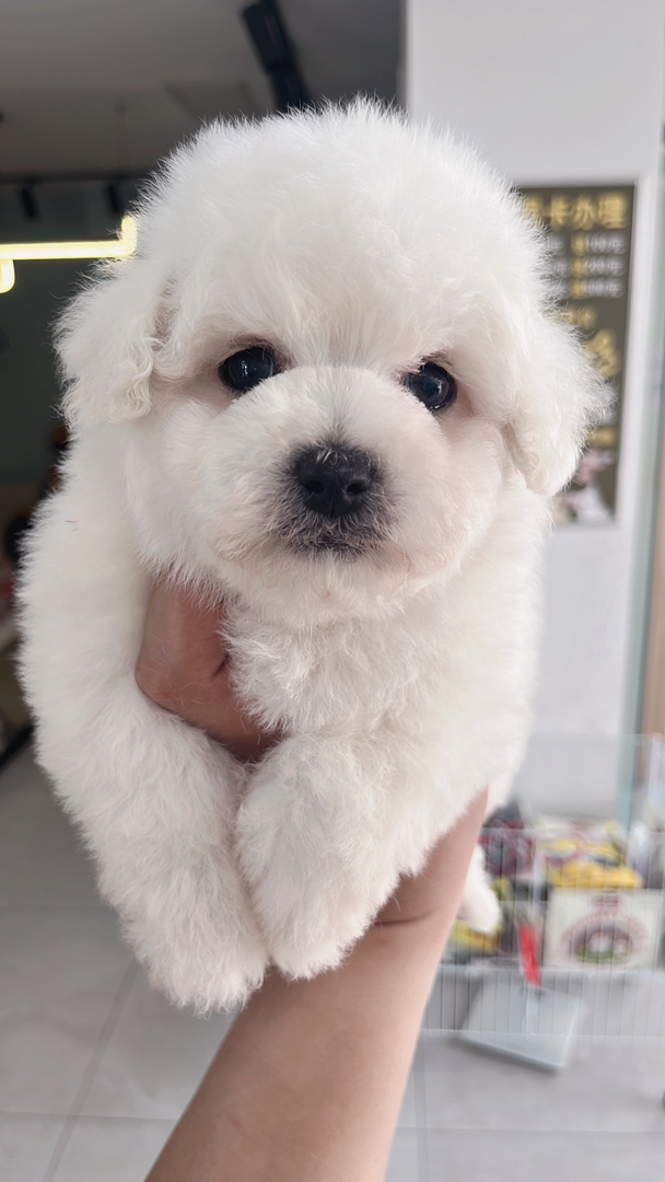娃娃脸小比熊