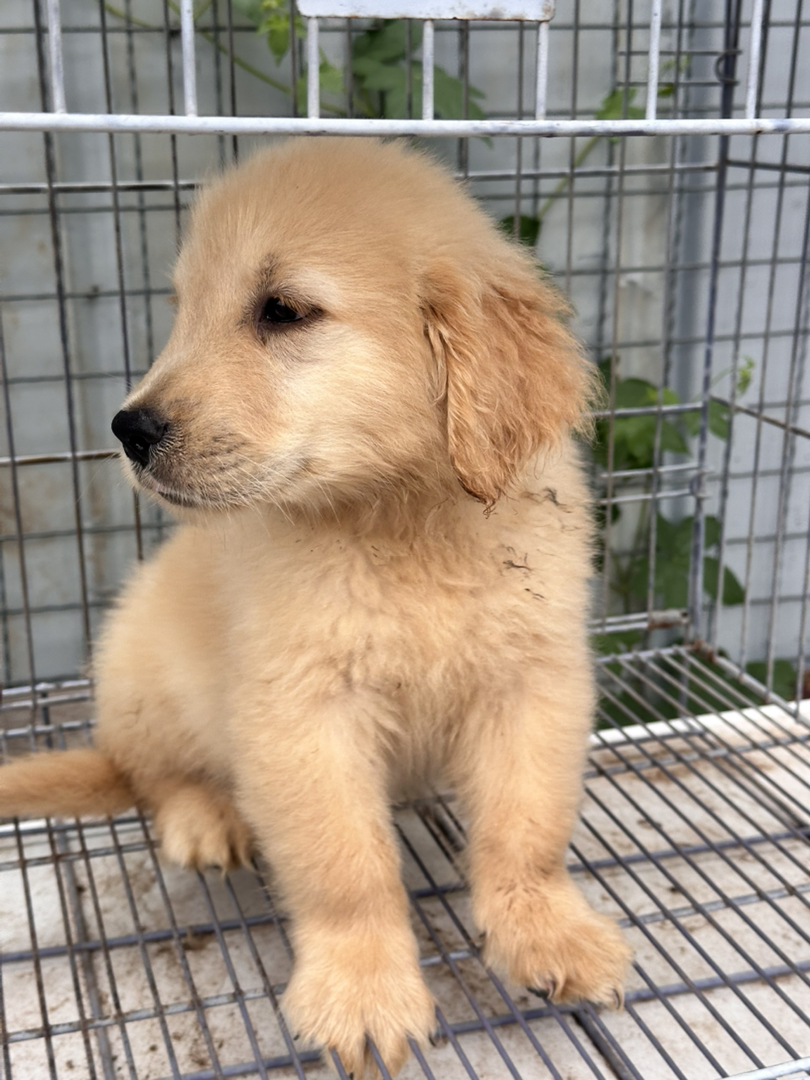 金毛幼犬，可爱活泼，性格温顺，适合家庭养殖