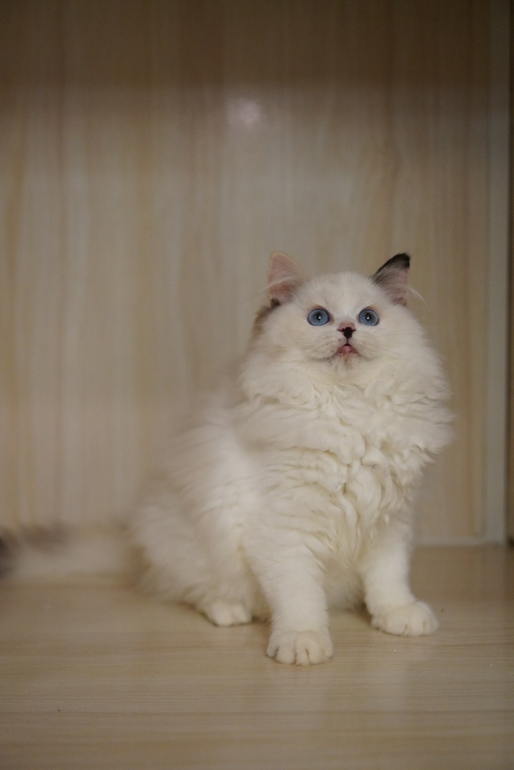高颜值布偶猫，蓝眼白毛仙气足，温顺可爱的贴心伴侣