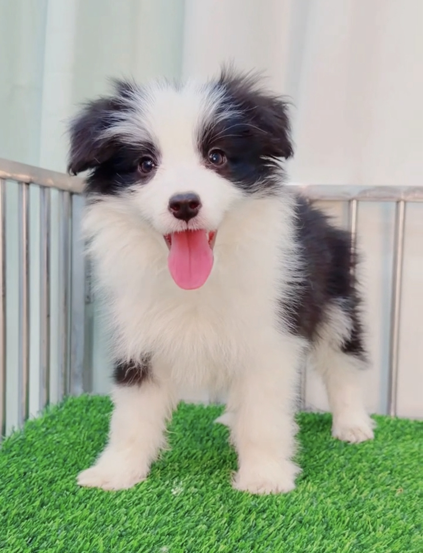 双血统⭐带证书➕芯片⭐边境牧羊犬