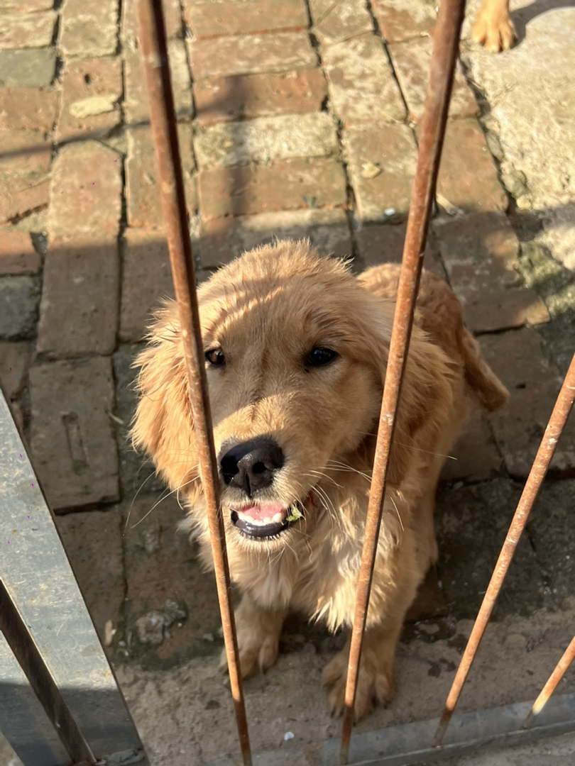 金毛，双血枫叶红，聪明户主，陪伴首选