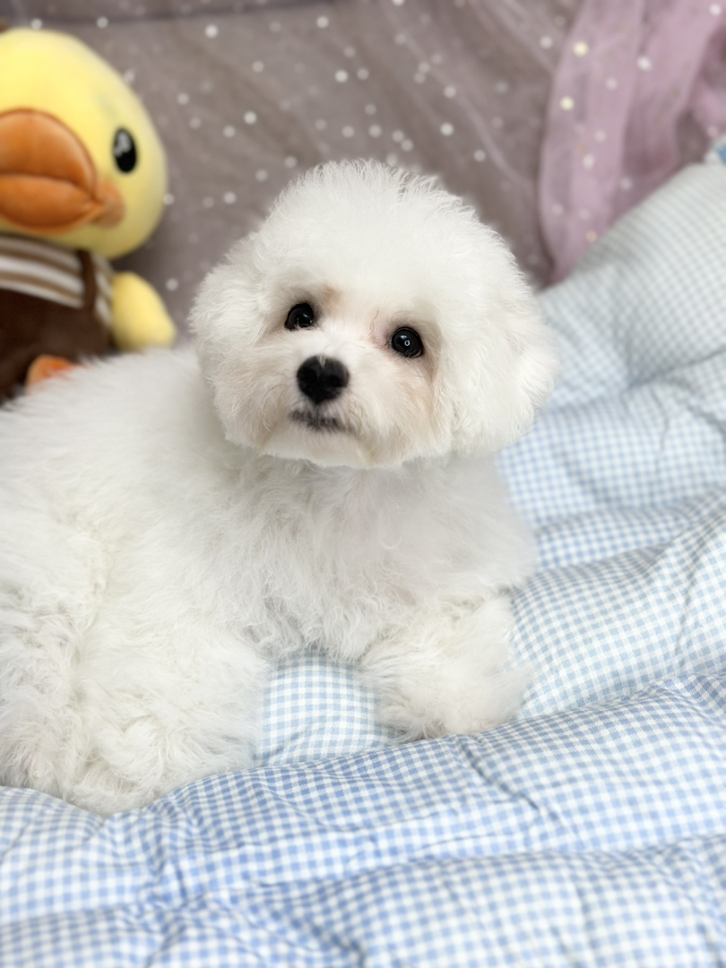 自家繁育纯种比熊犬，可爱的棉花糖小狗