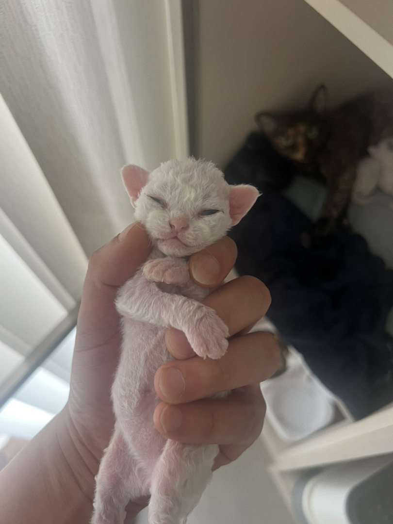 纯白德文卷毛猫