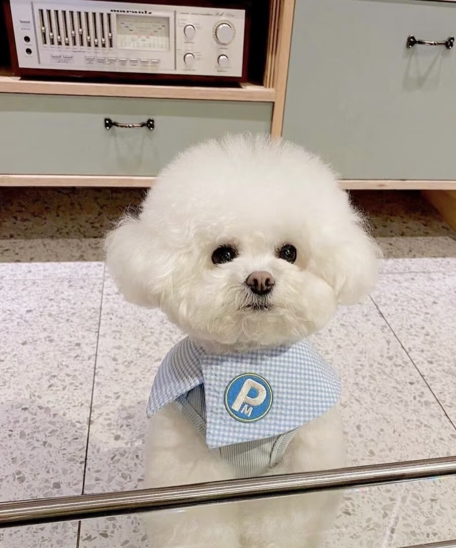 :比熊性格温顺,不拆家,待人友善,脾气好,是合格的伴侣犬。