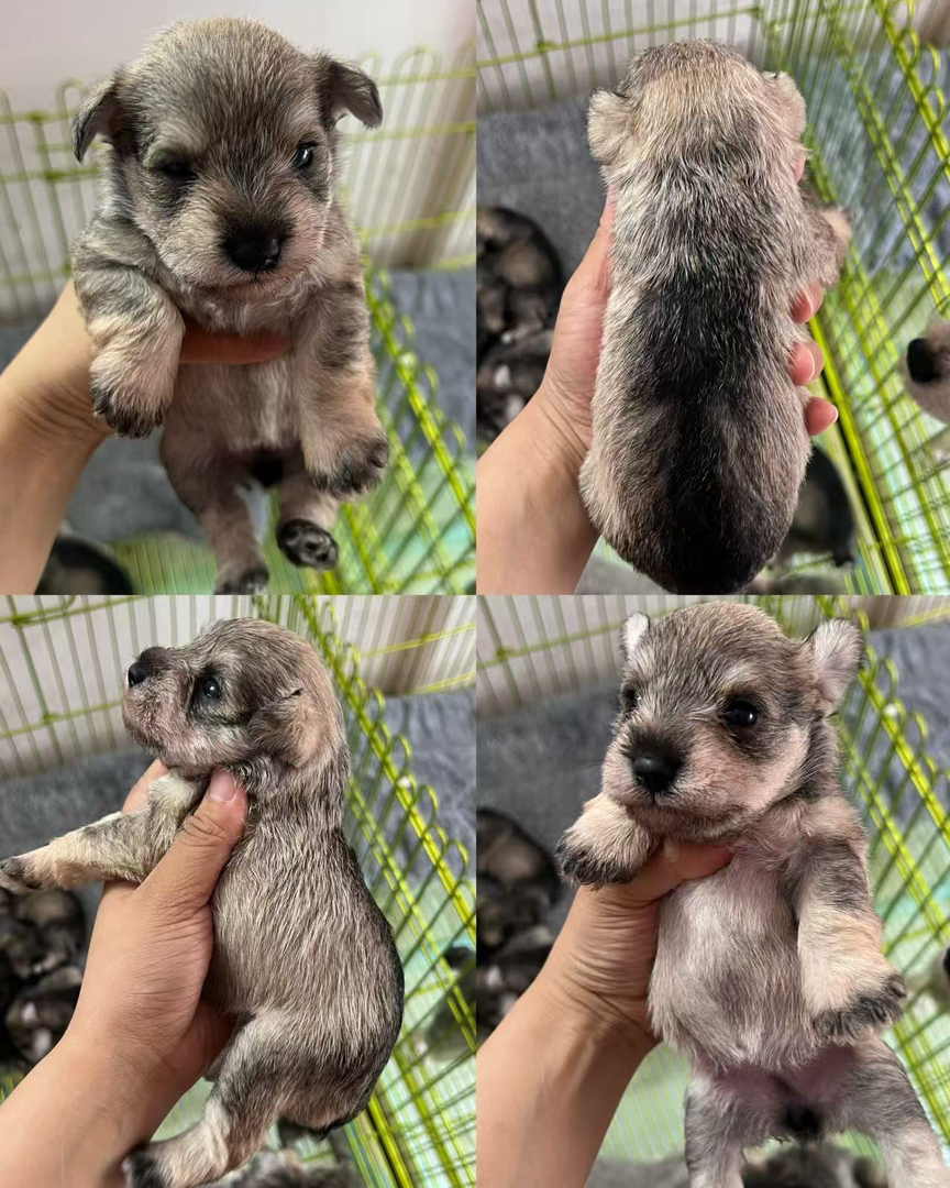 雪纳瑞幼犬,椒盐小体色品相佳,活泼可爱,聪明机敏,适合家庭陪伴