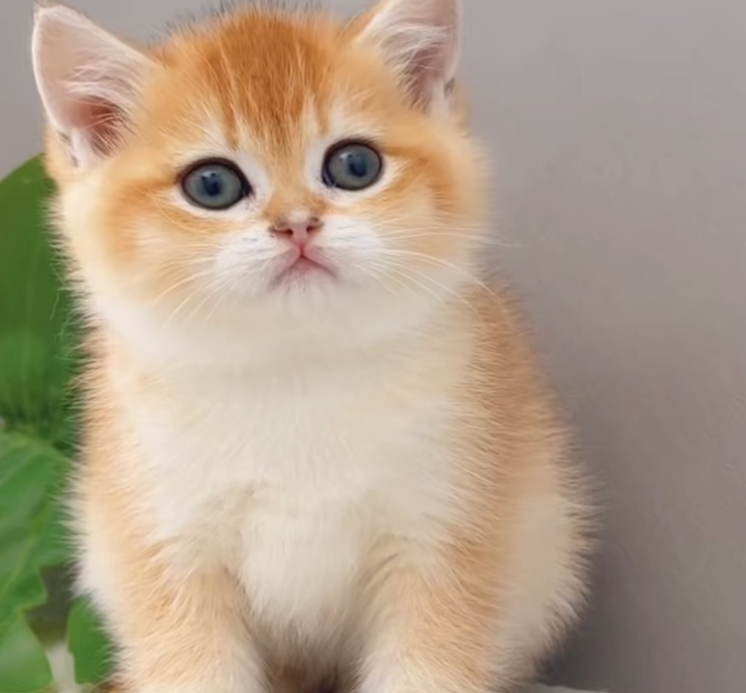 可爱金渐层幼猫，颜值超高，温柔粘人，养猫首选