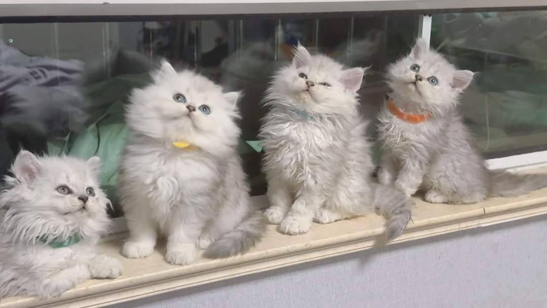 可爱赛尔凯克直毛小猫，毛蓬松似球，颜值高性格好