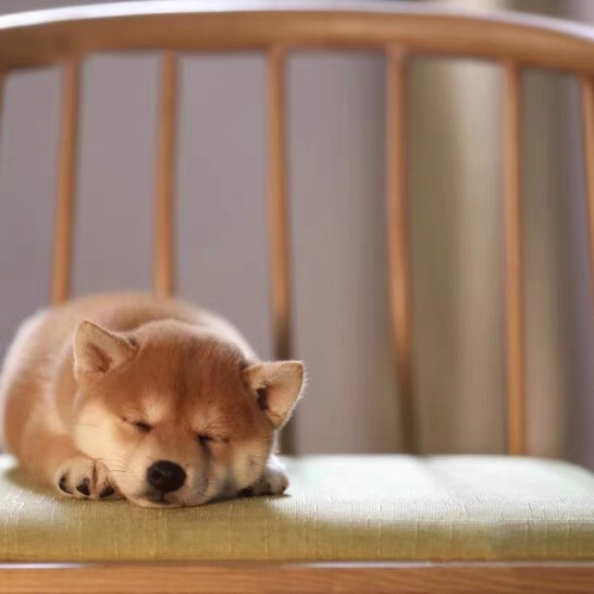 ❤平台推荐商家❤双血统纯种日本柴犬