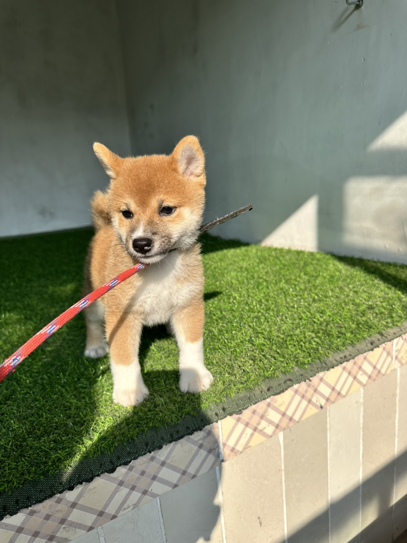 日本豆柴犬