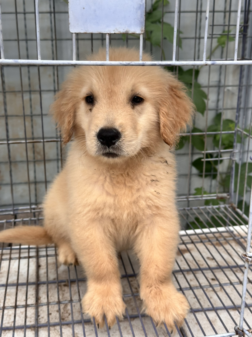 金毛幼犬，可爱活泼，性格温顺，适合家庭养殖