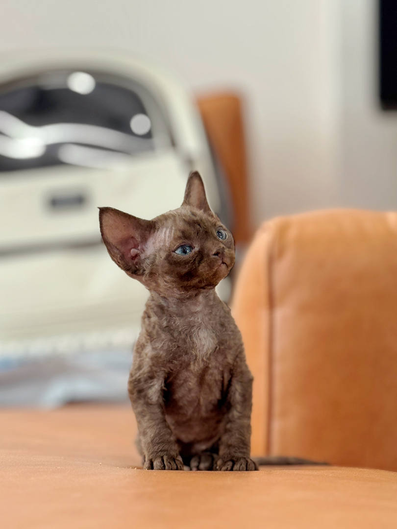 德文卷毛猫幼崽，咖啡色，卷毛大眼超可爱