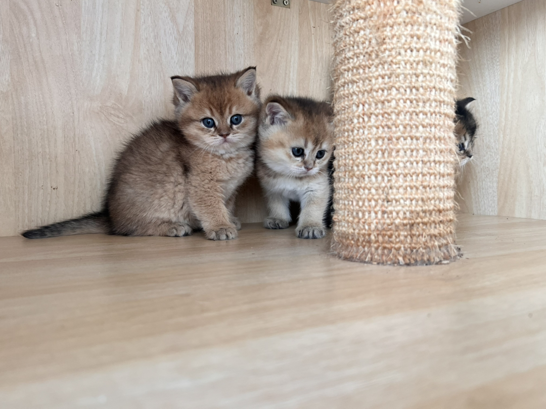 金渐层2公一母，一个1200