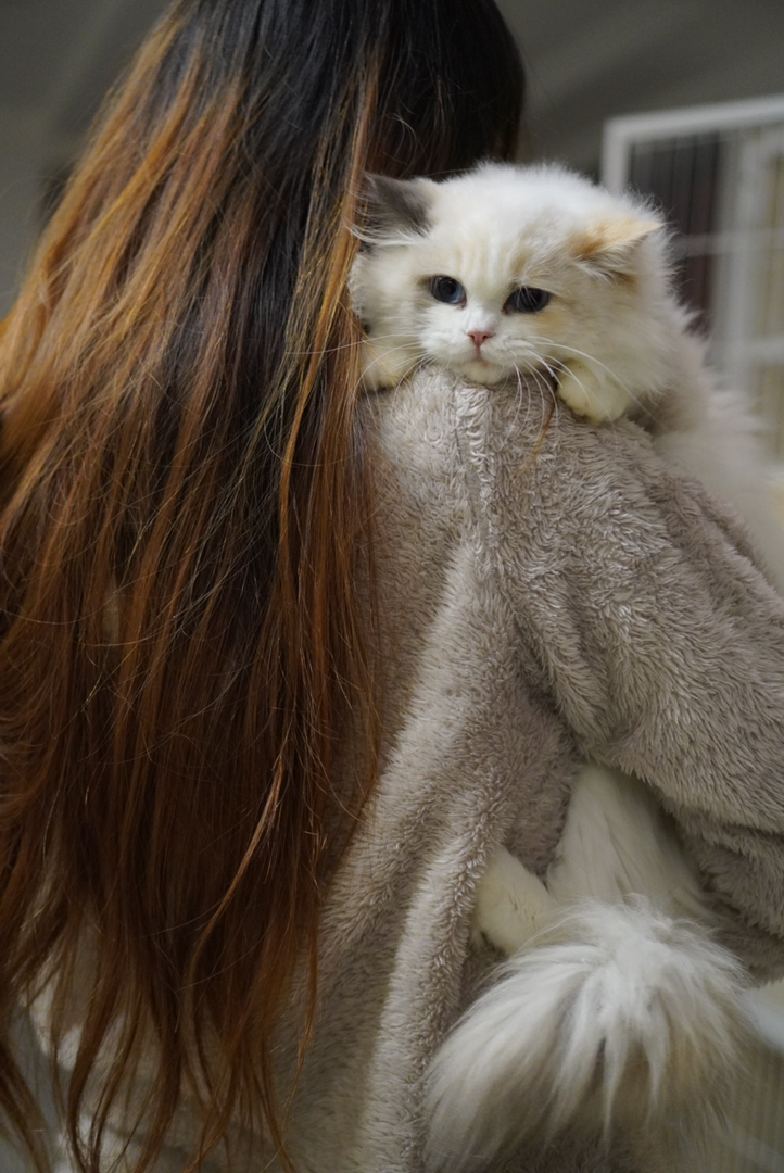 玳瑁布偶妹妹 软软糯糯的 毛量丰厚 已接种疫苗 随时可去新家