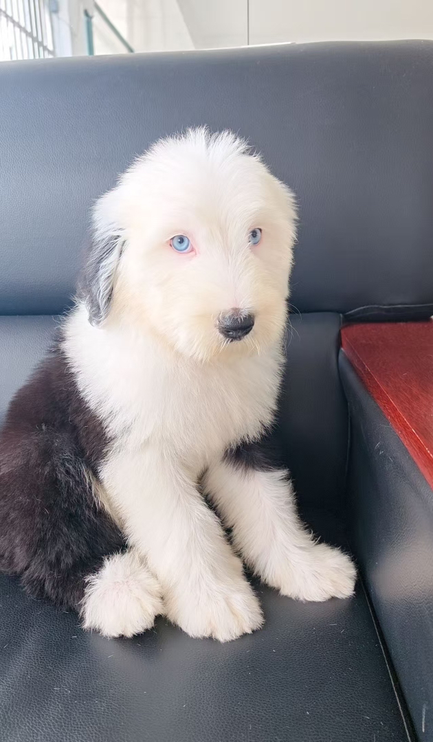 古代牧羊犬 已驱虫打疫苗 公母都有 可爱温顺
