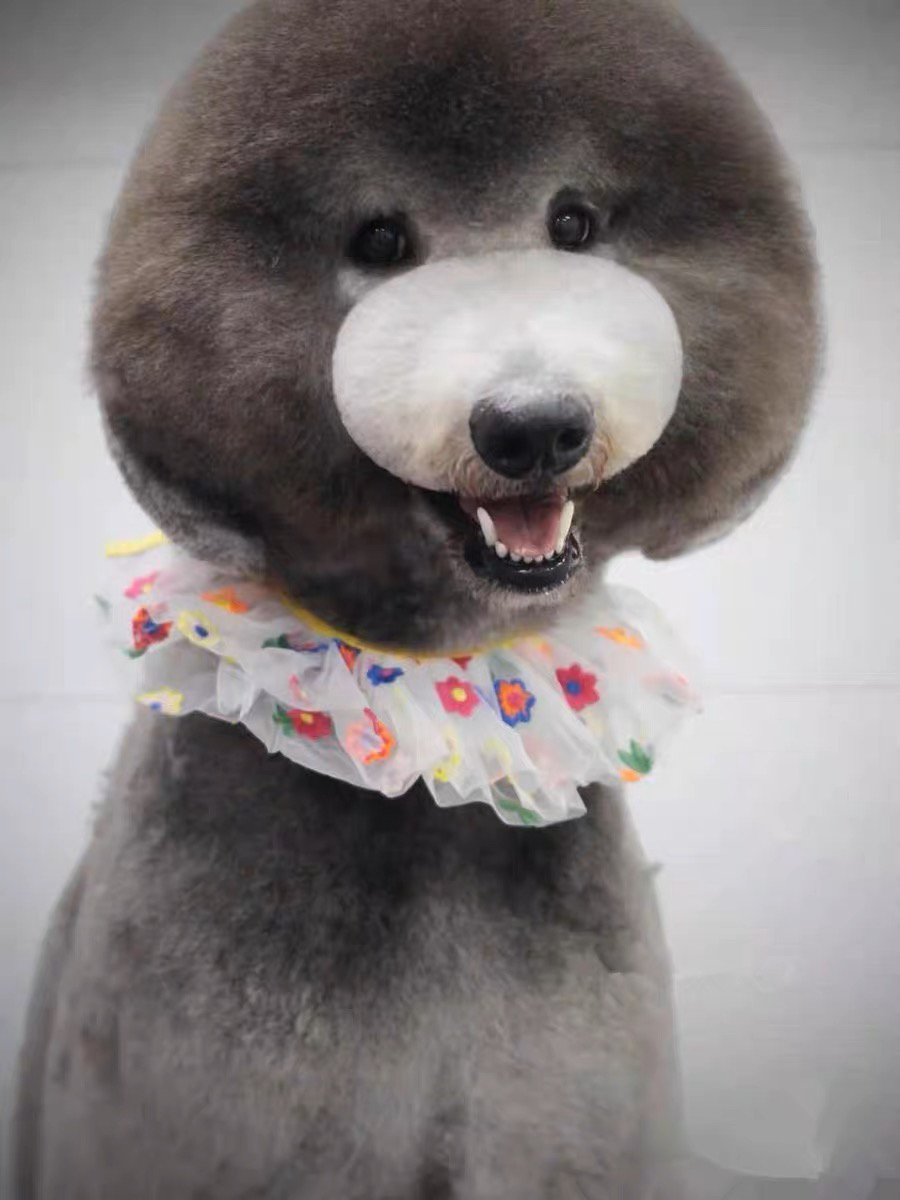 可爱巨型贵宾犬,毛发蓬松如球,造型时尚,尽显萌态
