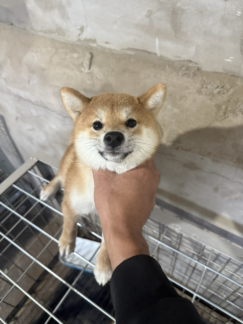 黑色极品豆柴犬