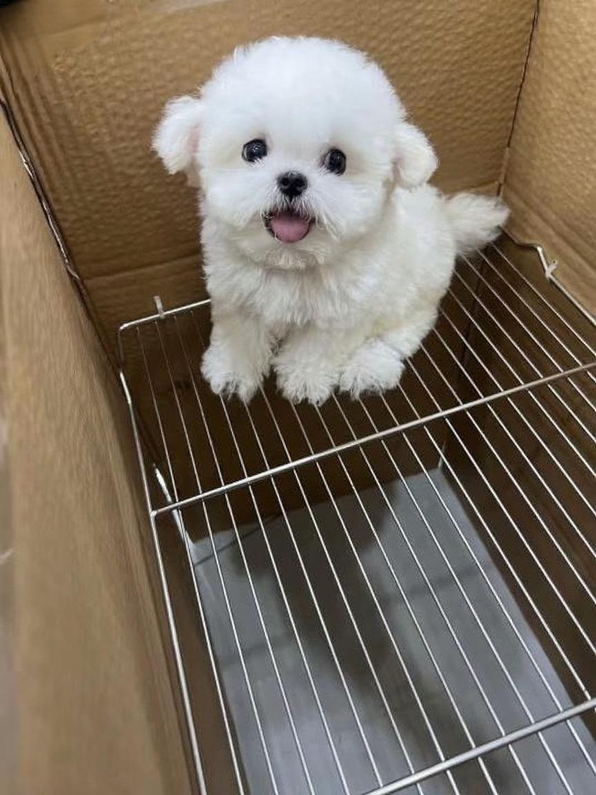 可爱比熊幼犬,纯白卷毛似棉花糖,萌态十足惹人爱