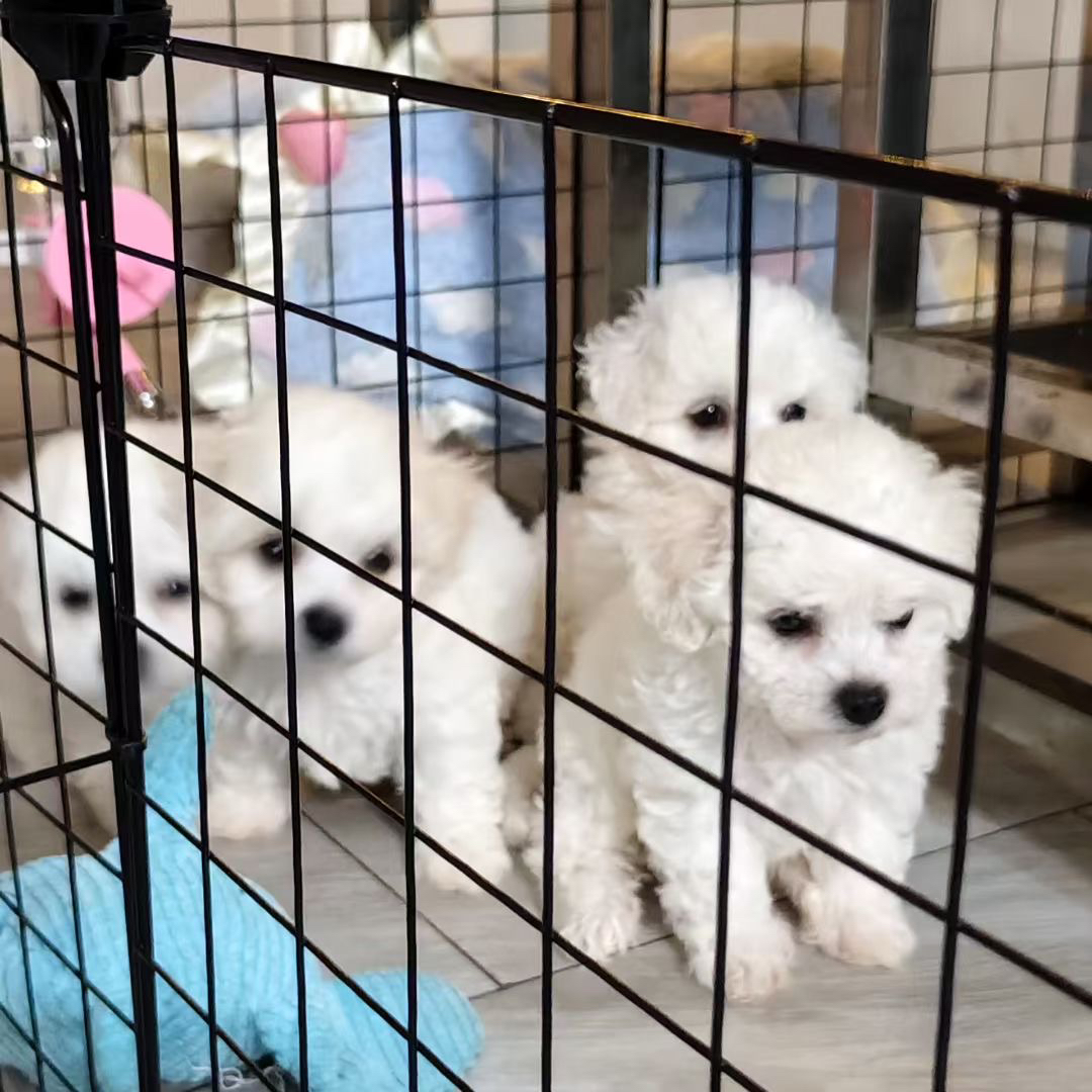 可爱比熊犬，圆眼卷毛超萌，性格温顺，是贴心小伴侣