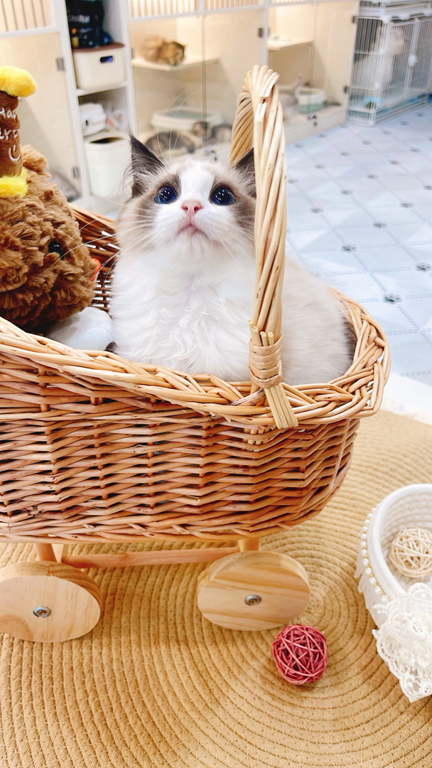 布偶猫(仙女猫),蓝眼蓬松毛,品相甜美,温顺粘人,家庭伴侣优选