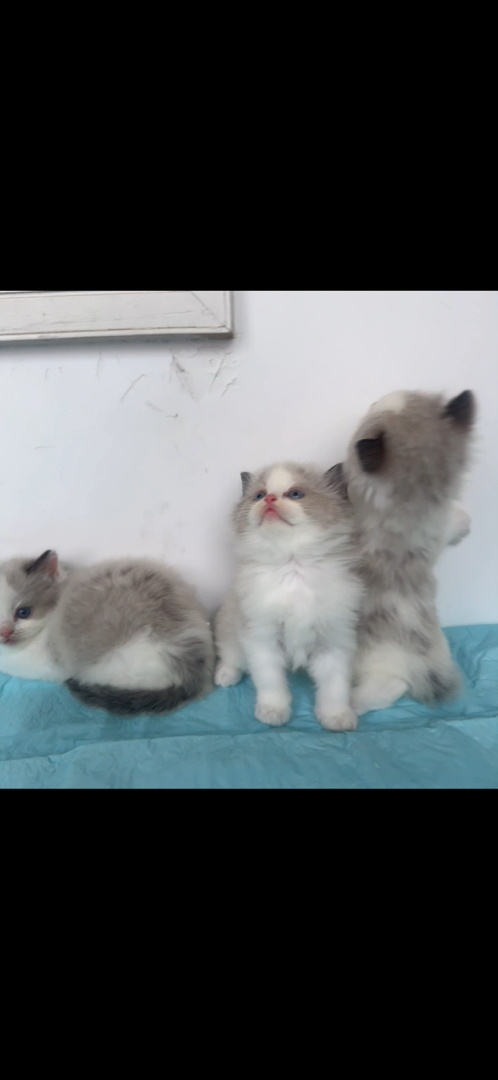布偶猫