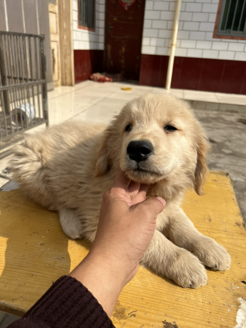 双血浅色系金毛