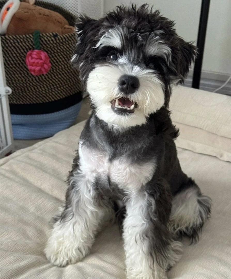 雪纳瑞宠物犬，毛发浓密，性格活泼，可爱萌宠首选