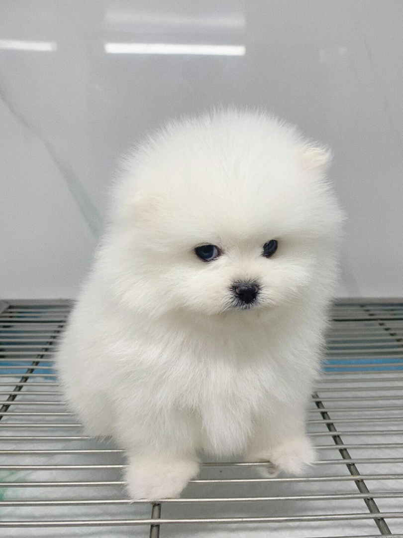 可爱博美犬,毛绒绒像棉花糖,颜值高易饲养