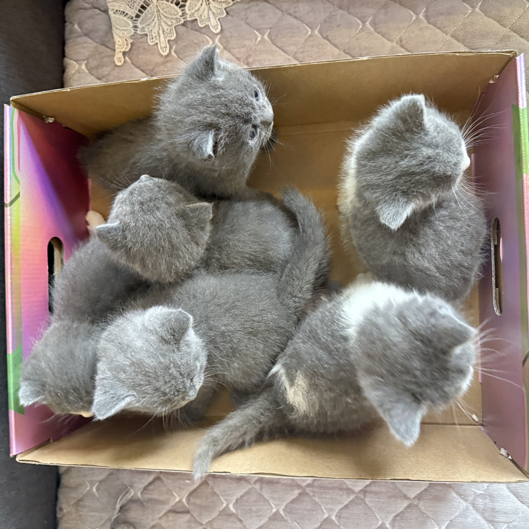 自家繁育蓝白小猫