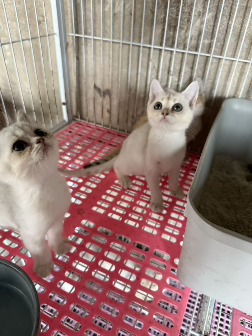 银渐层妹妹找新家