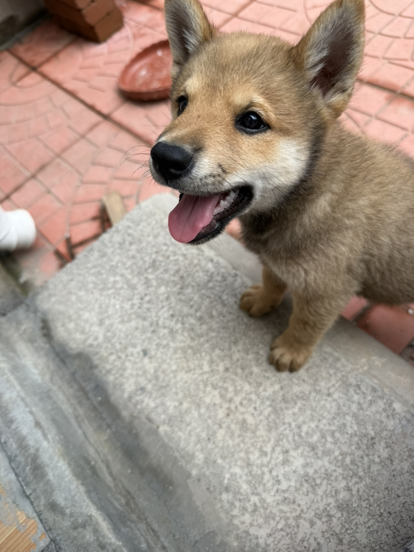 【稀有胡麻色柴犬弟弟待领～双血统基因好，健康有保障！】